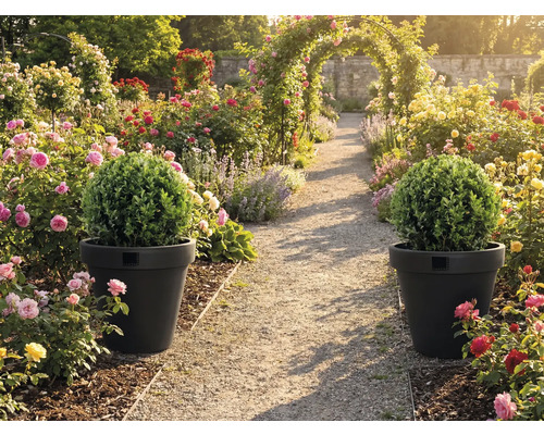 Allée de jardin avec arche de roses et deux pots de fleurs avec boules de buis