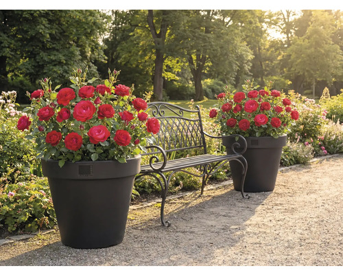 Gartenlandschaft mit Rosen in Pflanzgefäßen und einer Metallbank