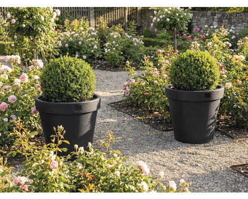 Zwei Pflanzkübel mit Buchsbaumkugeln in einem Garten