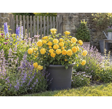 Gelbe Rosen in einem Topf, Gartenszene