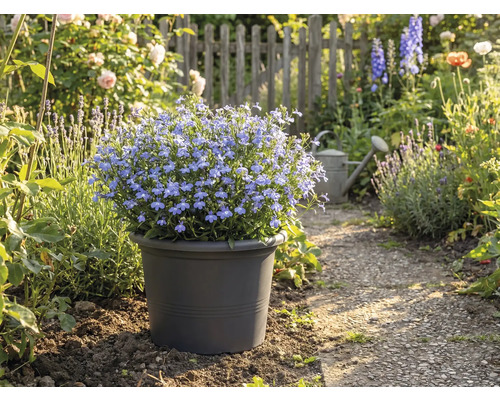 Blauer Blüherde im Topf im Gartenweg
