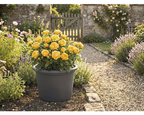 Gelbe Rose im Topf im Garten.