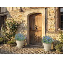 Façade de maison avec porte en bois et pots de fleurs