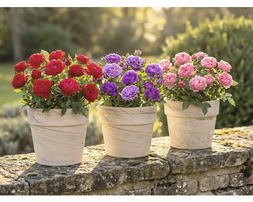 Trois pots avec des roses rouges, violettes et roses sur un mur de pierre