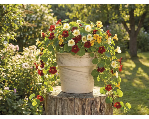 Pot de fleurs avec capucine sur une souche d'arbre dans le jardin