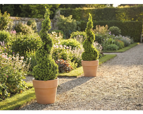 Scène de jardin avec deux buis en spirale dans des pots
