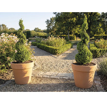 Deux topiaires en spirale dans des pots de fleurs dans le jardin.
