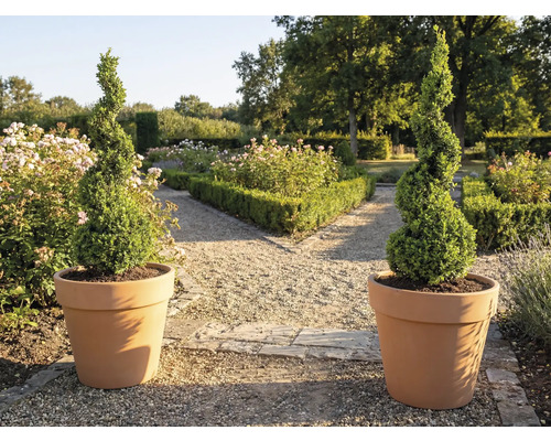 Deux topiaires en spirale dans des pots de fleurs dans le jardin.