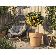 Aussenaufnahme mit einem Mandarinenbaum in einem Terrakottatopf neben einem Korbsessel im Garten