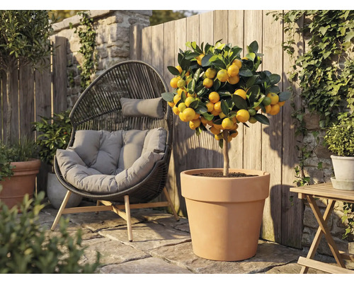 Aussenaufnahme mit einem Mandarinenbaum in einem Terrakottatopf neben einem Korbsessel im Garten