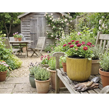 Scène de jardin avec cabanon en bois, groupe de table de jardin et pots de fleurs plantés sur un banc en bois