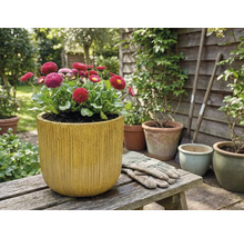 Pâquerettes dans un pot de fleurs avec des rainures verticales sur un banc en bois dans le jardin