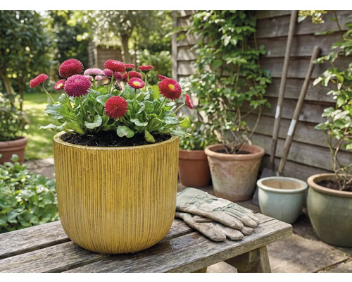 Pâquerettes dans un pot de fleurs avec des rainures verticales sur un banc en bois dans le jardin