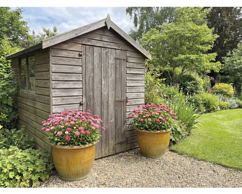 Scène de jardin avec une cabane de jardin en bois et deux pots en terre cuite avec des marguerites