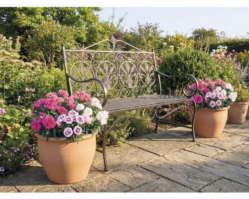 Gartenszene mit einer dekorativen Metallbank und Blumentöpfen mit bunten Blüten