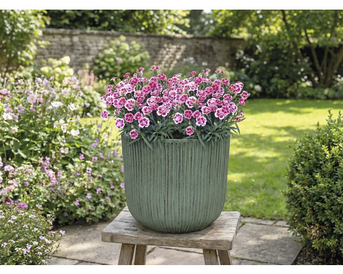 Blumentopf mit Nelken auf Holzhocker im Garten