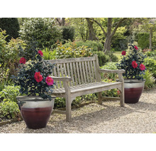 Banc de jardin en bois avec deux plantes en pot dans le jardin