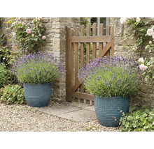 Zwei strukturierte Pflanzgefäße mit Lavendel neben einem Gartenzaun.