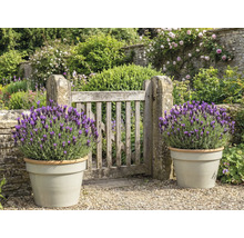 Jardin avec portail en bois et lavande en pots