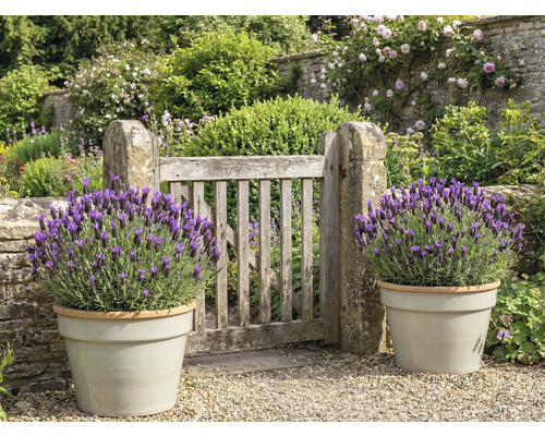 Jardin avec portail en bois et lavande en pots