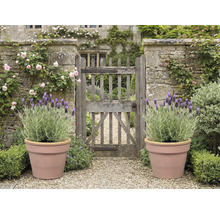 Jardin avec portail en pierre, roses, lavande en pots et chemin de gravier