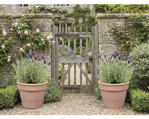 Jardin avec portail en pierre, roses, lavande en pots et chemin de gravier