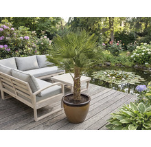 Scène de jardin avec des meubles et un palmier en pot sur une terrasse en bois près d'un étang