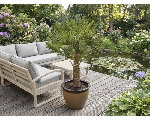 Scène de jardin avec des meubles et un palmier en pot sur une terrasse en bois près d'un étang