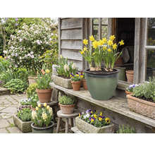 Fleurs en pots et jardinières devant une maison en bois