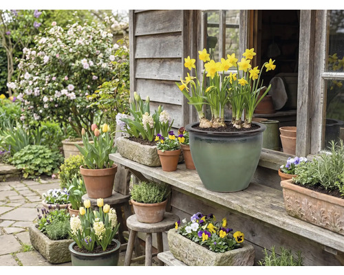Fleurs en pots et jardinières devant une maison en bois