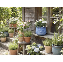 Gartenansicht mit Blumen und Kräutern in Töpfen auf Bänken und Hockern vor einem Holzhaus.