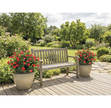Banc en bois dans le jardin avec deux pots de fleurs contenant des roses rouges