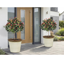 Zwei Rosenbäumchen mit roten Blüten in Pflanzgefässen vor einer Haustür.