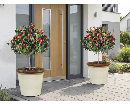 Zwei Rosenbäumchen mit roten Blüten in Pflanzgefässen vor einer Haustür.