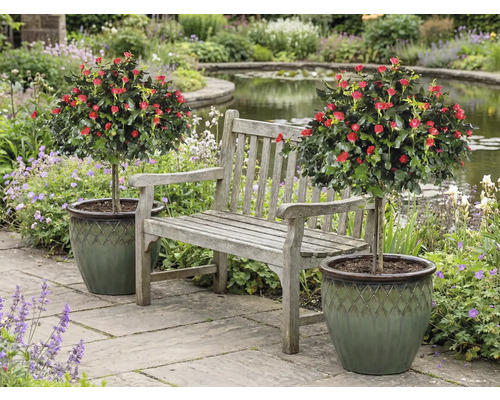 Szene mit Gartenbank zwischen zwei Rosenbäumchen in Töpfen in einem Garten