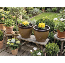 Gartenansicht mit Blumentöpfen auf einer Holzbank und Hockern, bepflanzt mit Primeln und Hortensien.