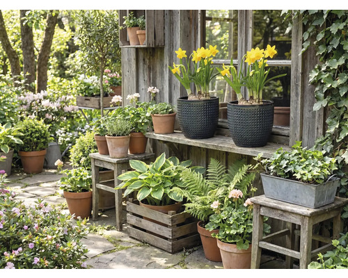 Idyllische Gartenszene mit verschiedenen Pflanzen in Töpfen und Kästen vor einem hölzernen Gartenhaus.