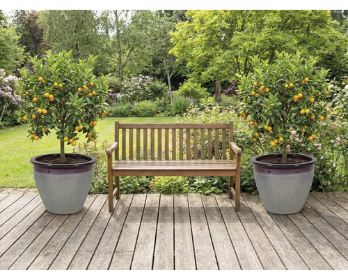 Jardin avec banc en bois et deux mandariniers dans des pots sur une terrasse en bois.