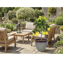 Scène de jardin avec citronnier en pot et mobilier de jardin