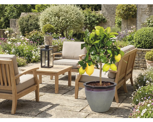 Scène de jardin avec citronnier en pot et mobilier de jardin