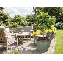 Coin salon de jardin avec citronnier en pot