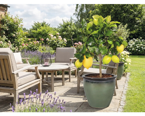 Coin salon de jardin avec citronnier en pot