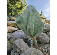 Plante emballée avec un nœud décoratif dans le jardin pour la décoration et la protection