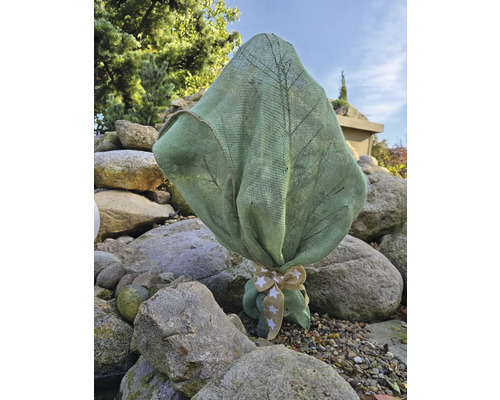 Plante emballée avec un nœud décoratif dans le jardin pour la décoration et la protection