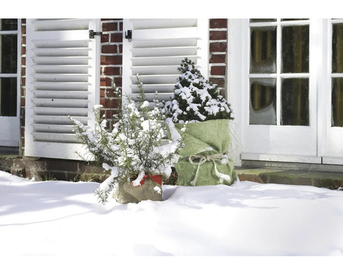 Scène de jardin hivernale avec des plantes enneigées dans des sacs de jute devant une maison
