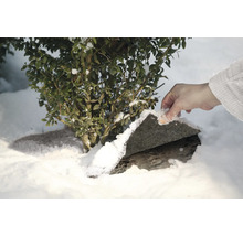 Scène de jardin hivernale avec buis et couverture de neige