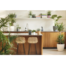 Cuisine claire avec éléments en bois, plan de travail en métal, tabourets de bar et diverses plantes d'intérieur