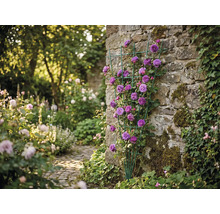 Grünes Fächer-Rankgitter mit lila Kletterrosen an einer Natursteinmauer in einem hellen Garten.