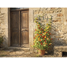 Rankgitter an einer Natursteinmauer neben einer Holztür, bepflanzt mit Kapuzinerkresse in einem Terrakottatopf.