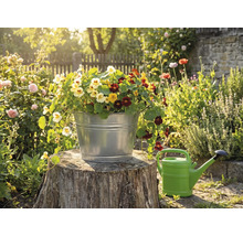 Ein verzinkter Metalleimer bepflanzt mit bunten Kapuzinerkressen auf einem Baumstumpf in einem sonnigen Garten neben einer Giesskanne.